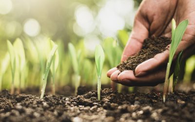 Mitos e verdades sobre Fertilizantes